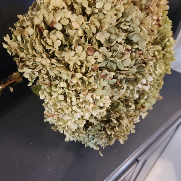 Very Fragile Annabelle Hydrangeas Over 5 Stems - Picture 3 of 7